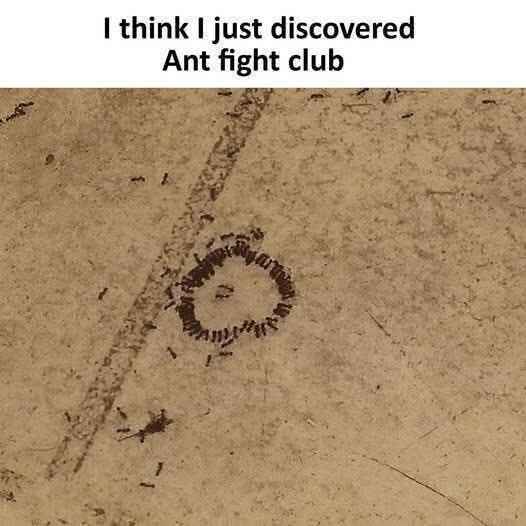 ant_fight_club.jpg