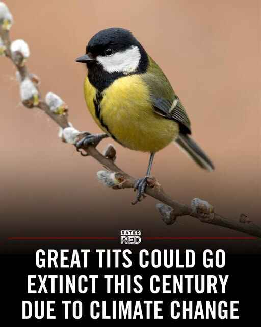 tits.jpg