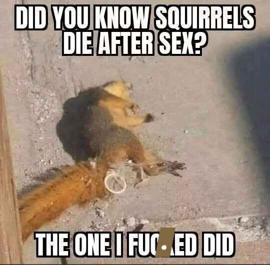 squirrels.jpg