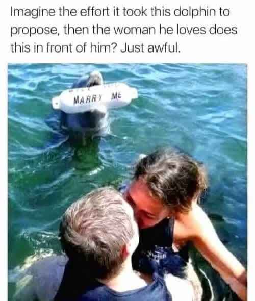 dolphin.jpg