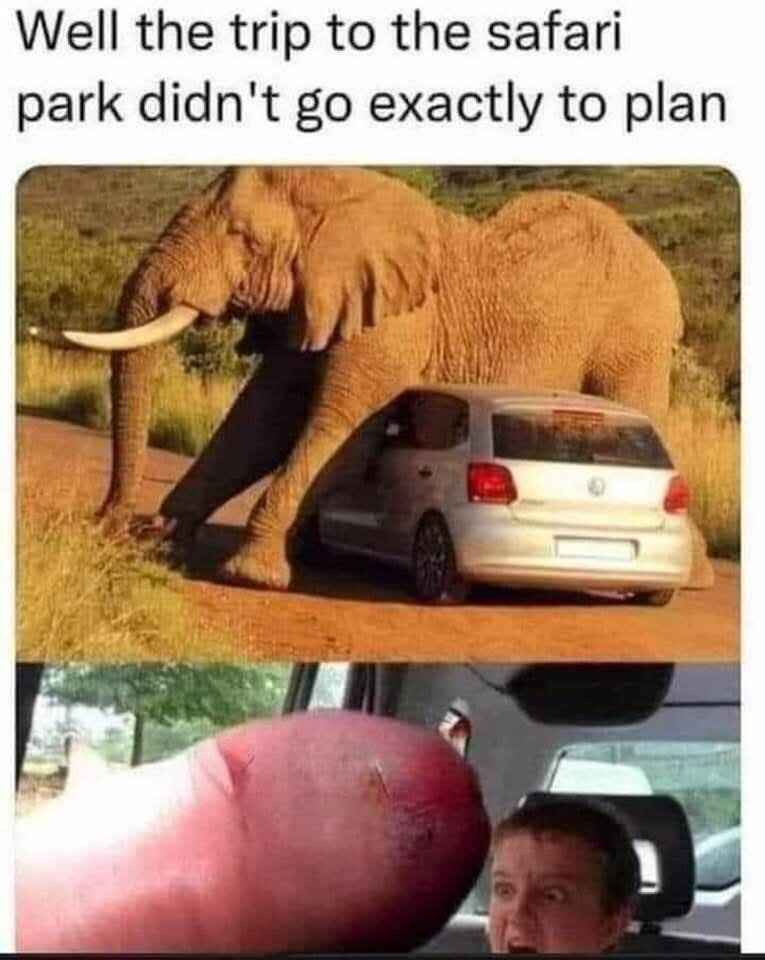 safari.jpg